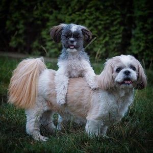 Meet your Posher, Lisa